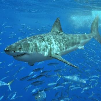 Great White_shark